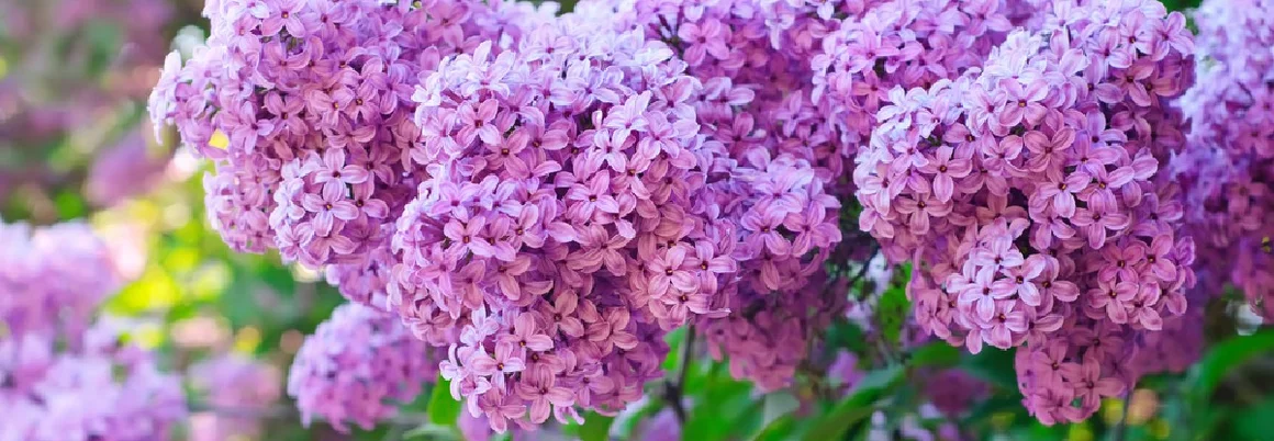 Lila Fliederblüten am Strauch